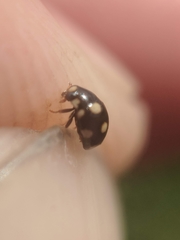 Brachiacantha decempustulata