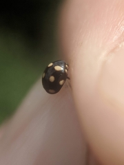 Brachiacantha decempustulata