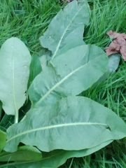 Tracheophyta
