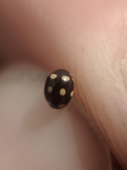 Brachiacantha decempustulata