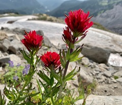 Castilleja parviflora