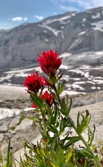 Castilleja parviflora