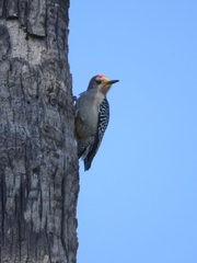 Melanerpes aurifrons
