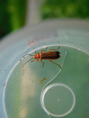 Ancistronycha erichsonii