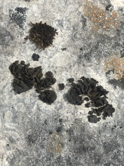 Lathagrium undulatum