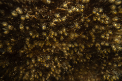 Gobiomorphus huttoni