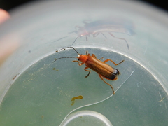 Ancistronycha erichsonii