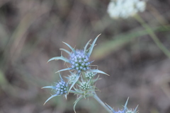 Eryngium dilatatum