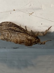 Peridea basitriens
