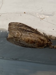 Peridea basitriens