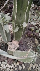 Lophocereus