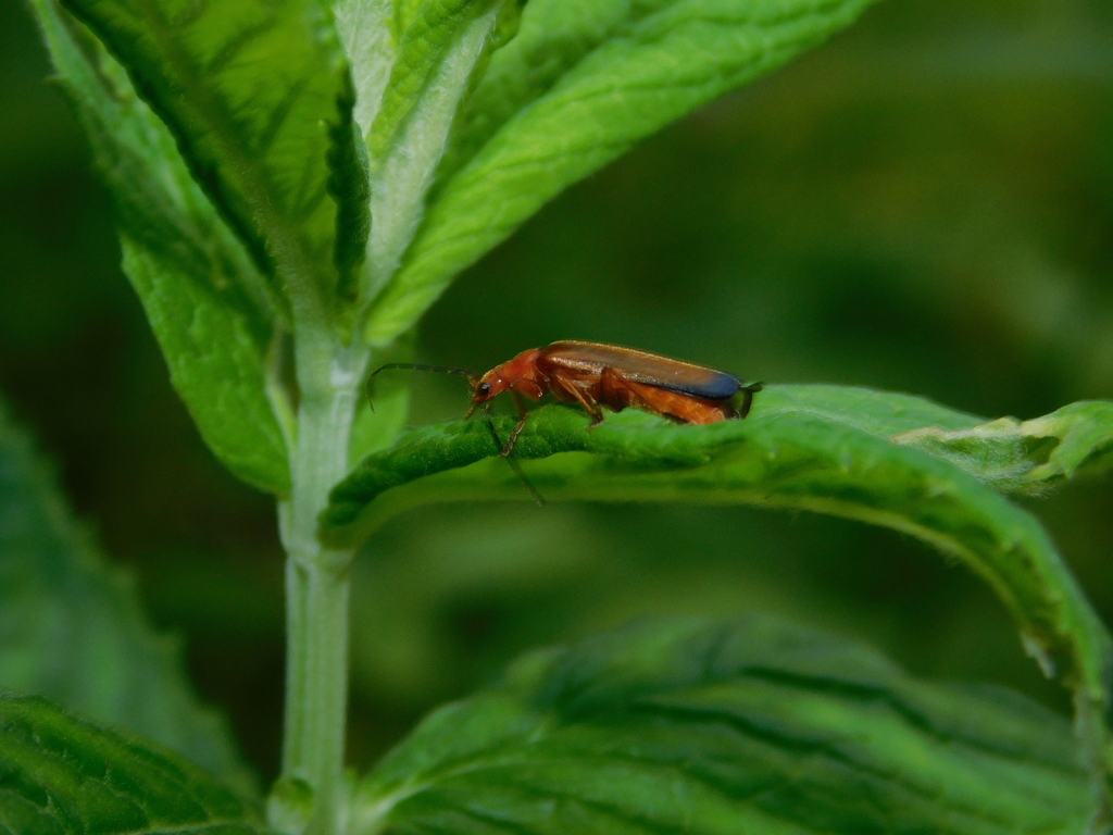 Ancistronycha erichsonii