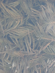 Potamogeton robbinsii