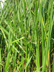 Sparganium eurycarpum