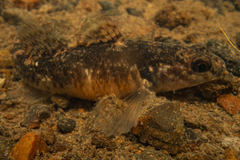 Gobiomorphus huttoni