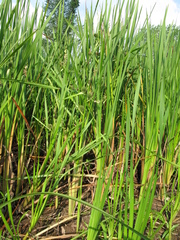 Sparganium eurycarpum