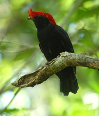 Antilophia galeata