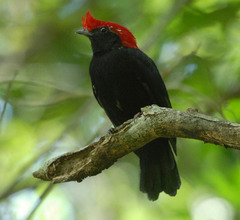 Antilophia galeata