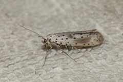 Yponomeuta irrorellus