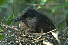 Zebrilus undulatus