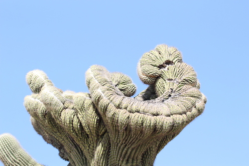 Carnegiea gigantea