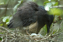 Zebrilus undulatus