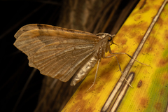 Austrocidaria parora