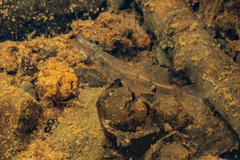 Paratya curvirostris