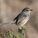 Prinia maculosa exultans - Photo (c) Marie Delport, μερικά δικαιώματα διατηρούνται (CC BY-NC), uploaded by Marie Delport