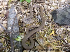 Peters' Bright Snake photo 2