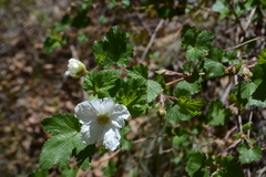 Rubus deliciosus