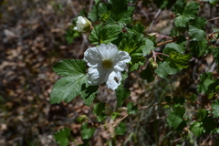 Rubus deliciosus