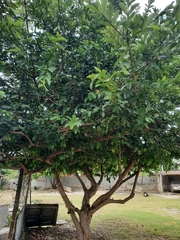 Psidium guajava