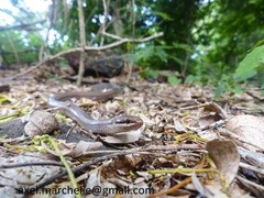 Peters' Bright Snake photo 4