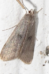 Parapoynx maculalis