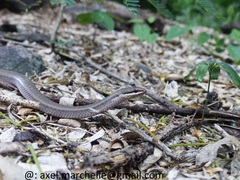Peters' Bright Snake photo 3