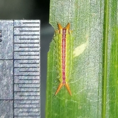 Euprosterna sapucaya