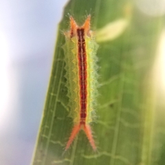 Euprosterna sapucaya