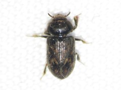 Heterocerus mollinus