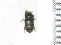 Heterocerus mollinus