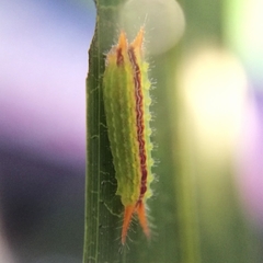 Euprosterna sapucaya