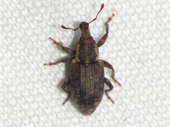 Listronotus sparsus