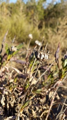 Grindelia chiloensis
