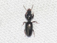 Dyschirius sphaericollis