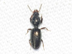 Dyschirius sphaericollis