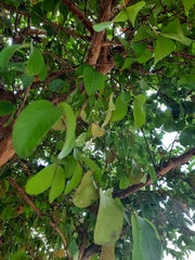 Psidium guajava