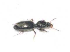 Dyschirius sphaericollis