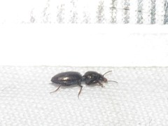 Dyschirius sphaericollis