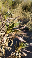 Grindelia chiloensis