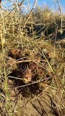 Maihueniopsis ovata